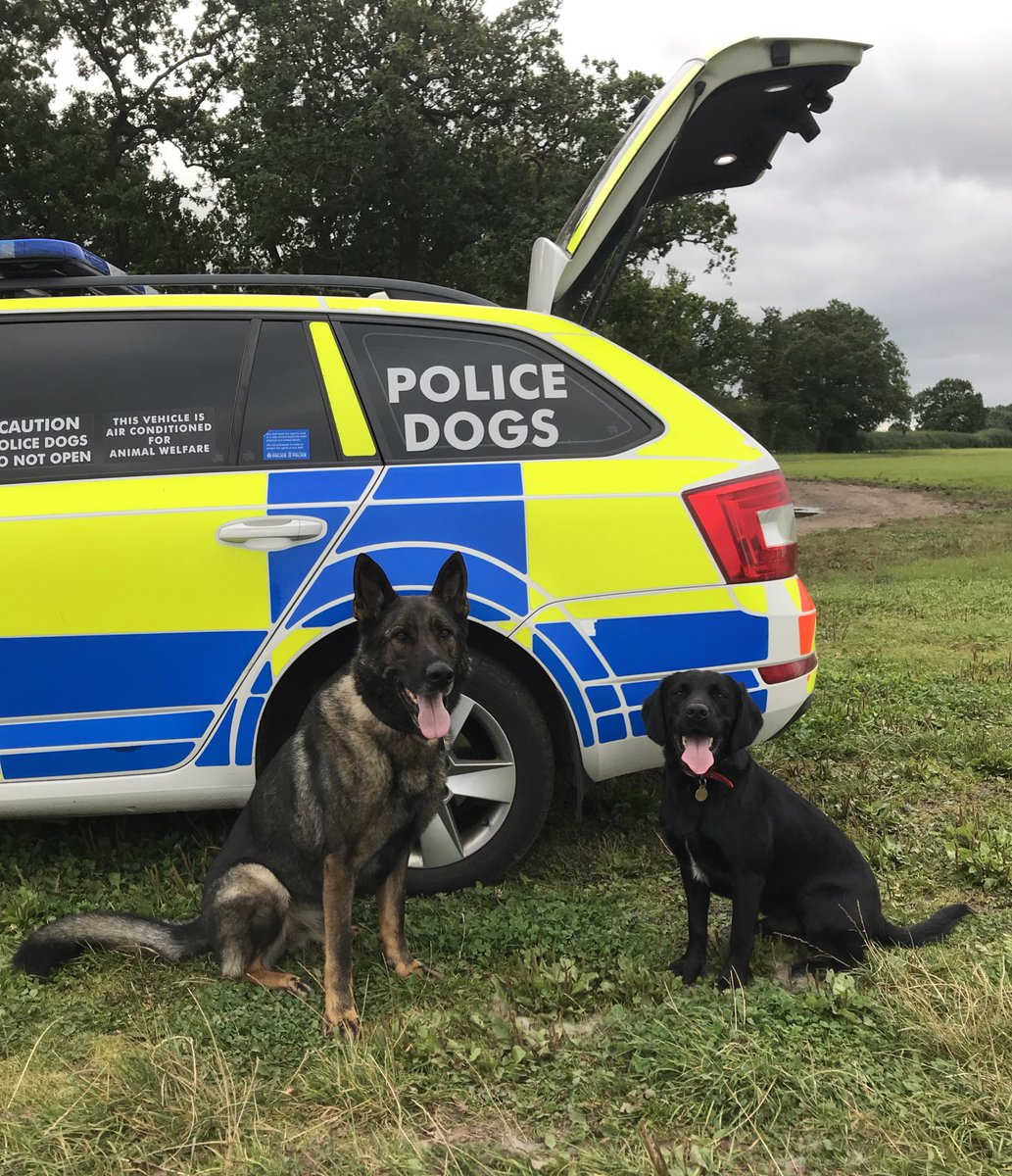 amydeemo's tweet image. Completed 2 days training on late shifts with Duke being put through all his paces with lots of tracking in live environments + in the dark. 5 night shifts for us now &amp;amp; we’ve already had a Firearms deployment so hoping we’ll get something good 🤞🏻🐶#TrainForReality #AlwaysTraining
