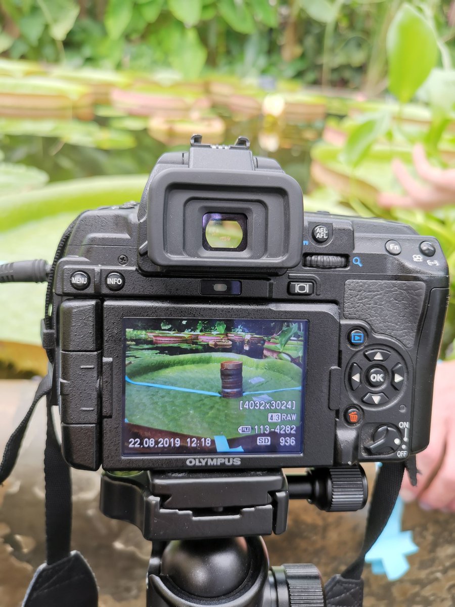 Chris Thorogood tweet media