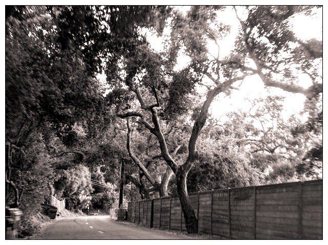 richardgreenla's tweet photo. Topanga Canyon 🔥 ... #streetphotographyjournal
#insidephoto
#bnw_magazine
#insidephotos
#bnw.planet #bnw #blackandwhitephotography #monochrome #bnw_society #bnw_captures #bnw_life #bnw_planet # #autogramtags #naturephotographer #natureisbeauty #naturephotograph #topanga #la https://t.co/M8g4SstBoR
