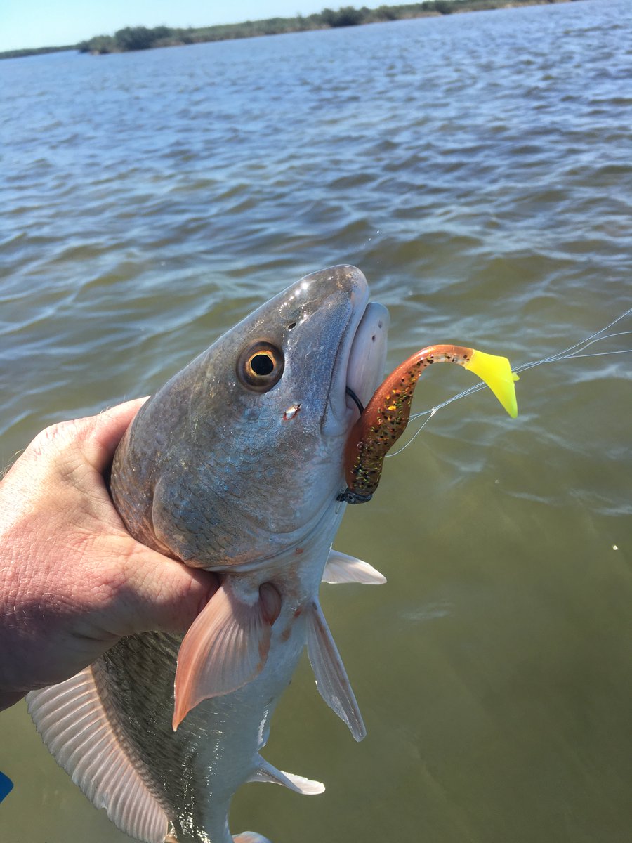 fin_finder's tweet image. A beautiful Redfish caught this summer. We logged it in the #MyFinFinder app of course. #loggingcontest #Fishinglogapp #fishlogapp #ultimatecatchlog #trackeverything #fishsmarter