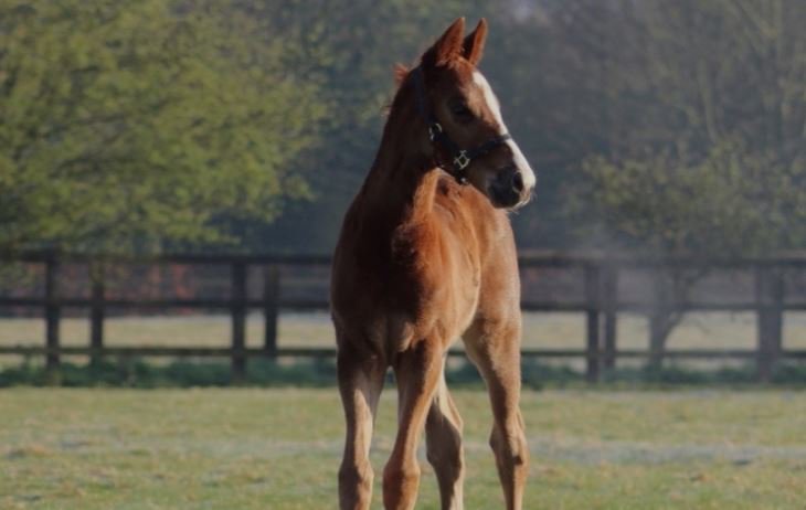 careersinracing's tweet photo. The 'Entry to Stud Employment' Programme courtesy of @NatStudStallion for 2020! 🐴😃🐴.

Designed to help people make the transition from any previous career to working full time in the breeding industry
 
Discover more here: https://t.co/q0TP08sJUl

#RTandShare https://t.co/O2kW7FLCgM