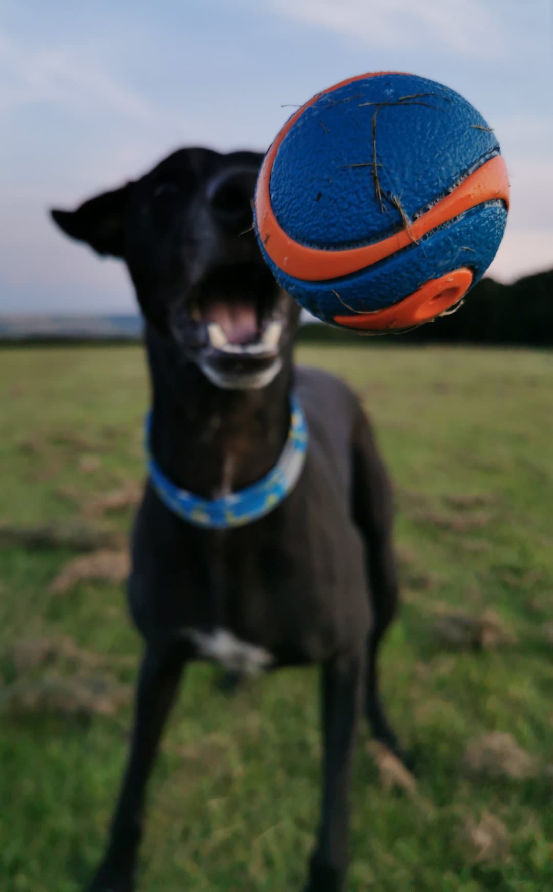 Four Oaks Pet Care (FourOaks_) / Twitter