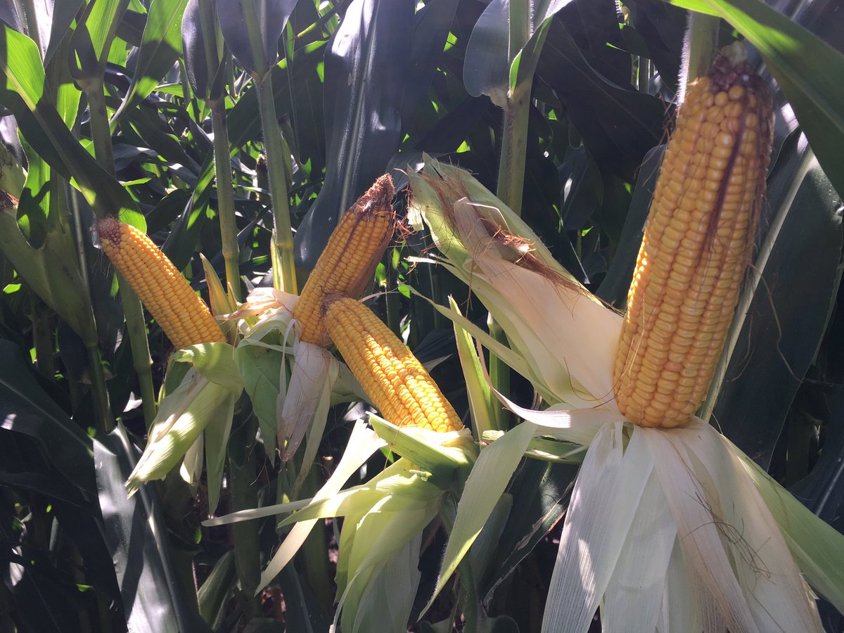 AaronPetersen20's tweet photo. In a Western IA location where many variables made it hard to be consistent...109 RM Integra 5939 says “I got this”  #IntegraCorn https://t.co/9aD0sW9Y9u