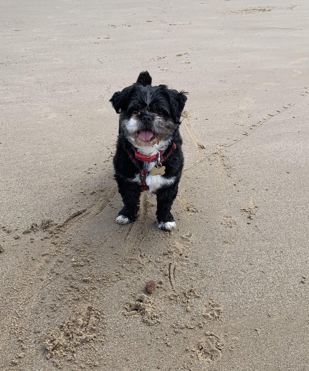 HalfPug's tweet photo. My favourite place #sandypup https://t.co/wjWEuWXmtE
