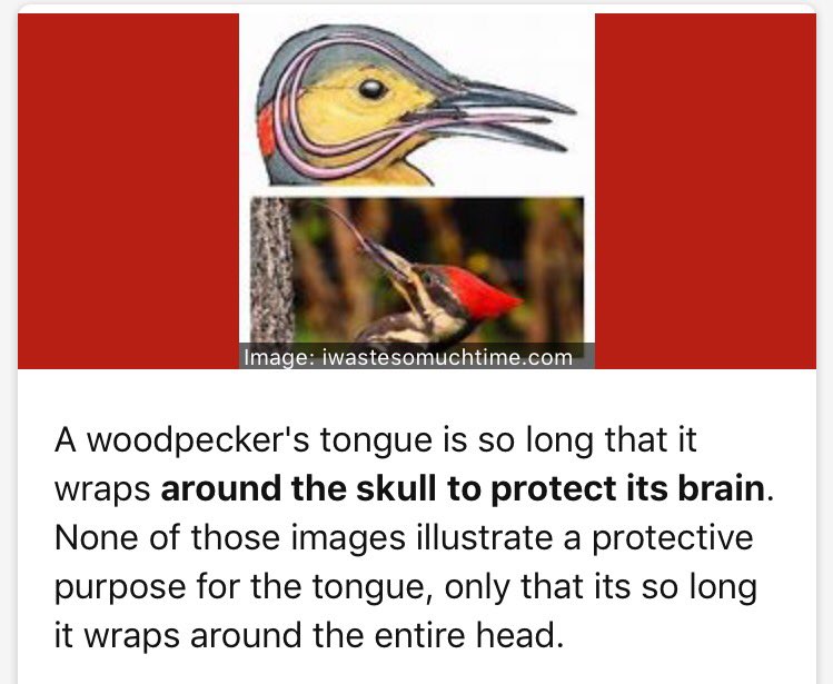 Woodpecker Brain