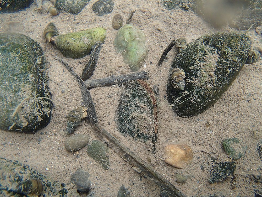 DRBC1961's tweet photo. #ThrowbackThursday to DRBC's 2013 Lower #DelawareRiver Freshwater Mussel Survey! Over 25,000 mussels of six diff. species were found; healthy populations of mussels mean better water quality, enriched habitat &amp; a safer environment for recreation. Info: https://t.co/BLzpmZQLog https://t.co/SfZ6gJAMa6