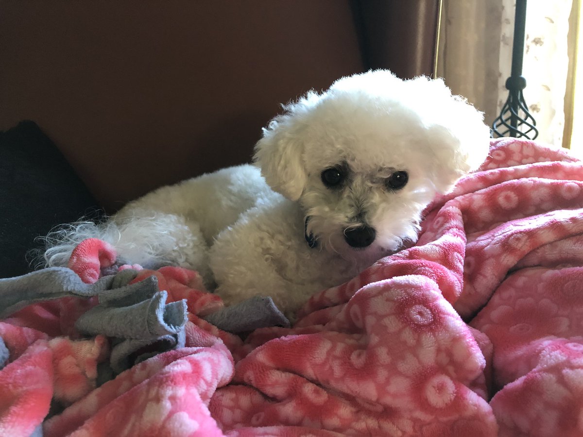 BellaBichon's tweet photo. Thanks for choosing me! Mamma has been ill so I’m behind on all my photo challenges 😥 here’s me trying to make her all better by cuddling #itsadogslife #lovemamma #bichonlove https://t.co/1ZSr6aEjfw