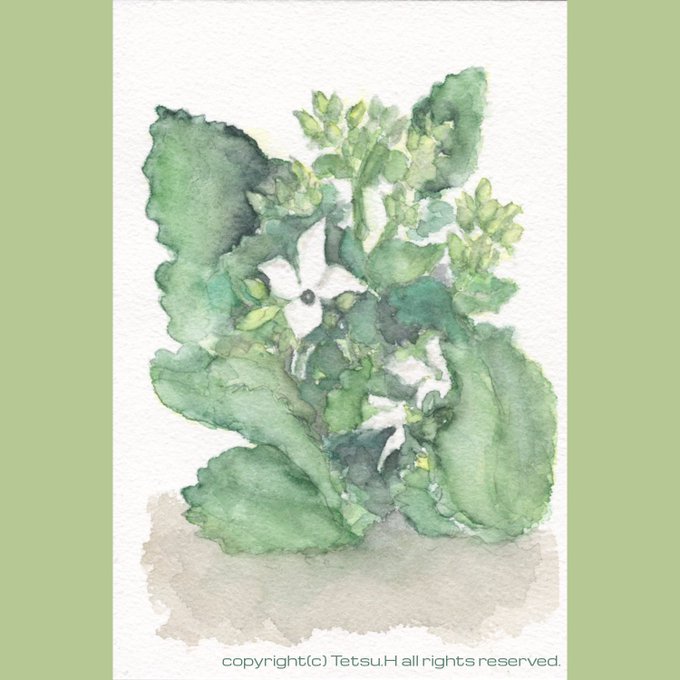 Kalanchoeのtwitterイラスト検索結果