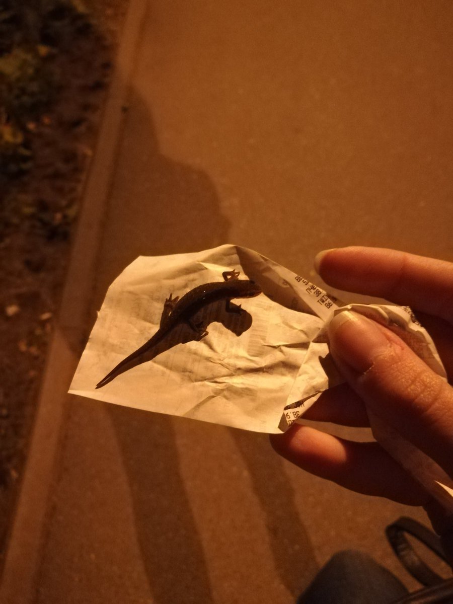 kayathyko's tweet photo. Иду домой, вижу это заплутавшее чудо посреди тротуара, перекладываю в траву
Город может спать спокойно https://t.co/0JwKR99auZ