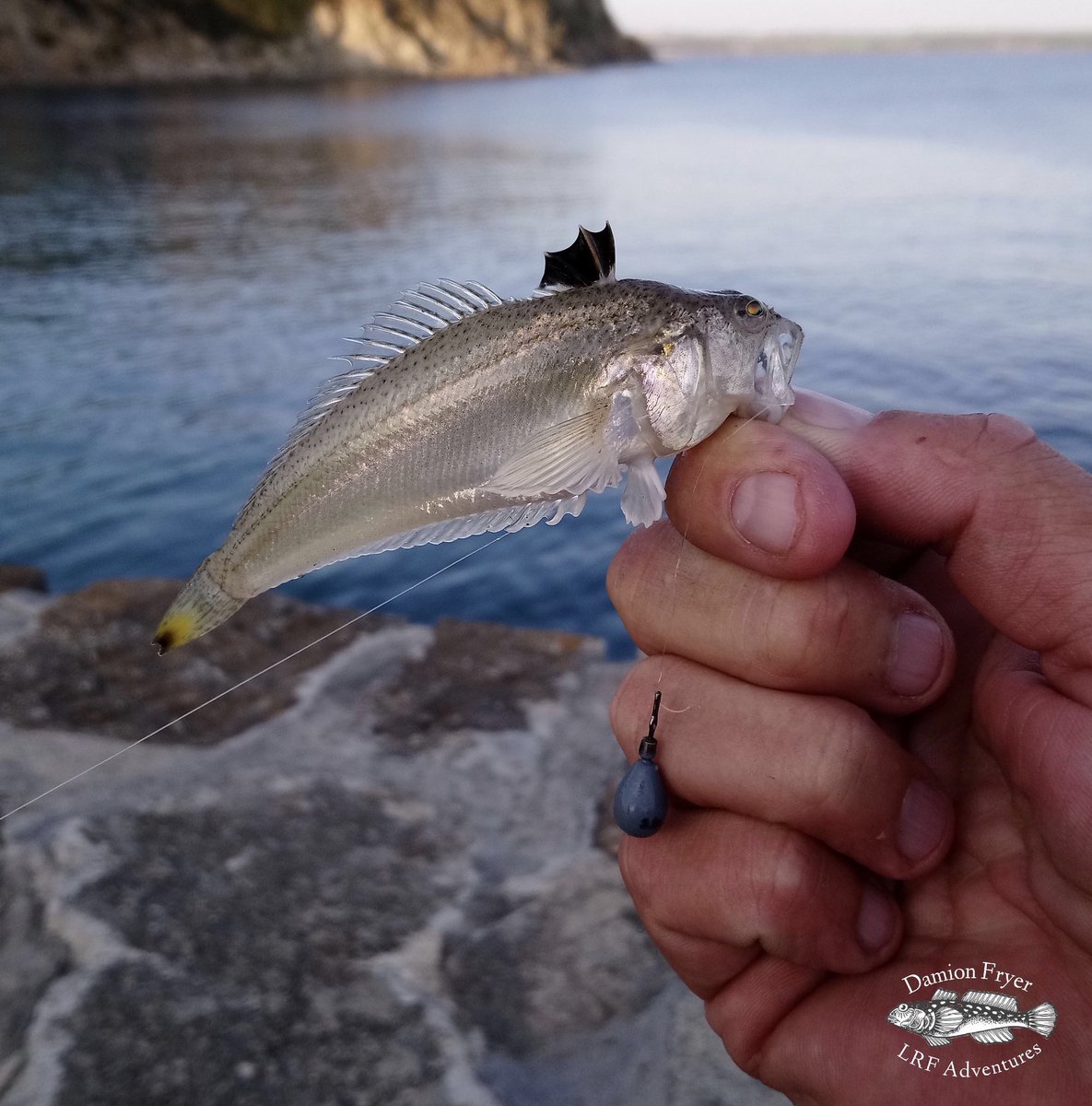 damionfryer1's tweet photo. These guys have been out in force recently. #lrf #lurenuts #weever #charlestown #fishing #seafishing https://t.co/lNDVg12eRR