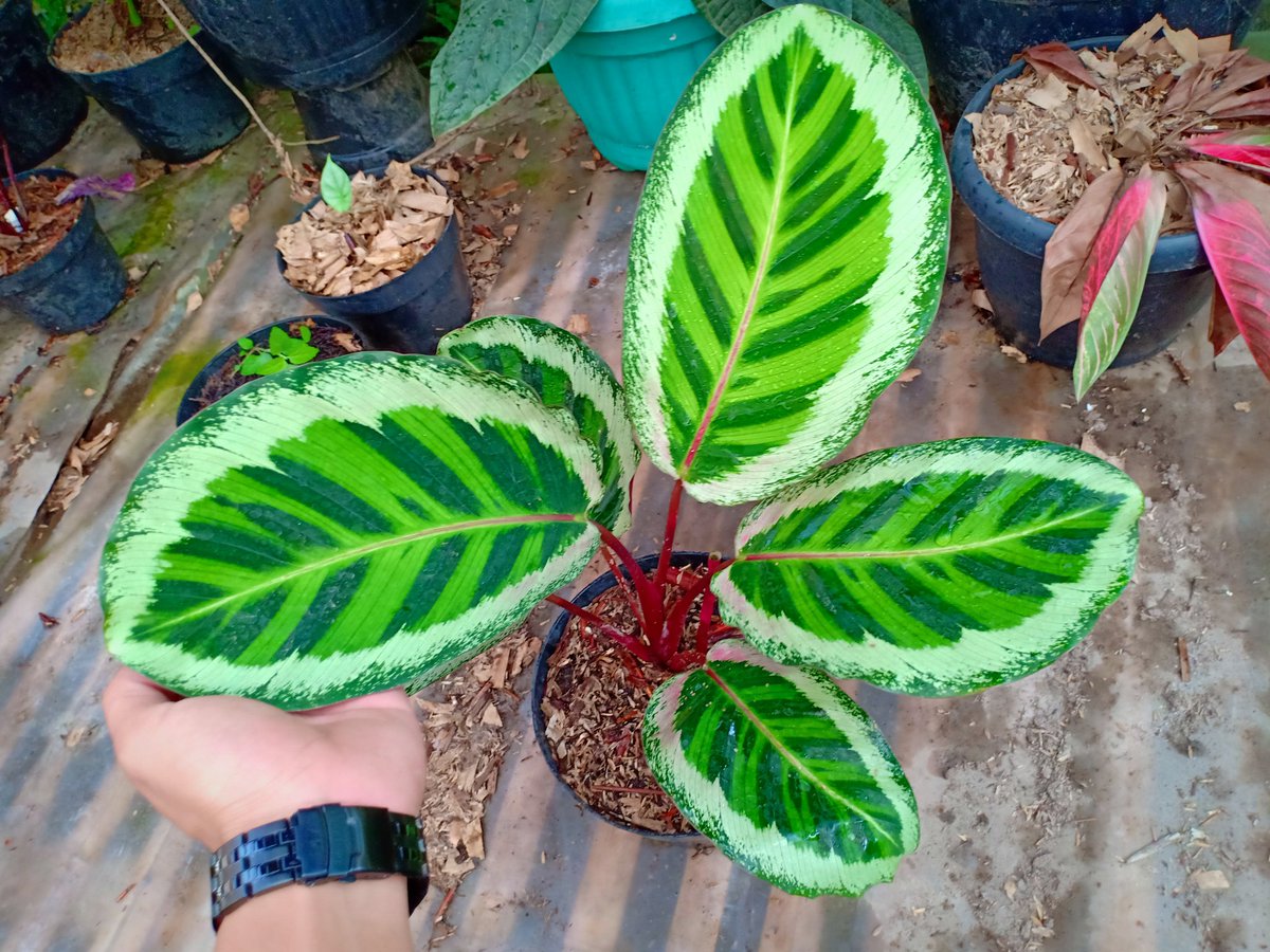 CvFlora's tweet photo. #urbanjungle https://t.co/sbCUURn43y