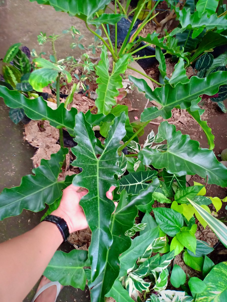 CvFlora's tweet photo. #urbanjungleblog https://t.co/Db0xthhNCy