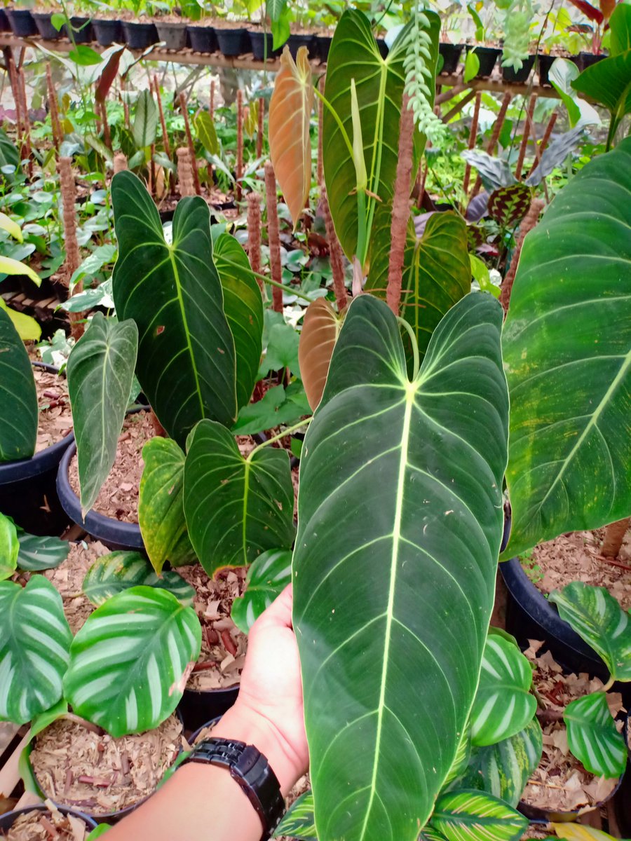 CvFlora's tweet photo. #urbanjungleblog https://t.co/Db0xthhNCy