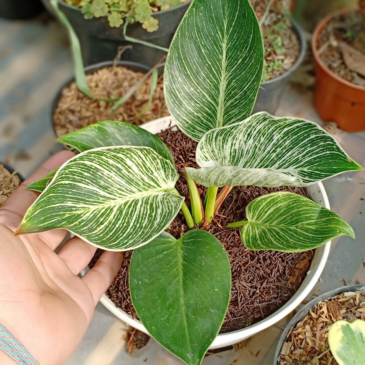 CvFlora's tweet photo. #urbanjungleblog https://t.co/Db0xthhNCy