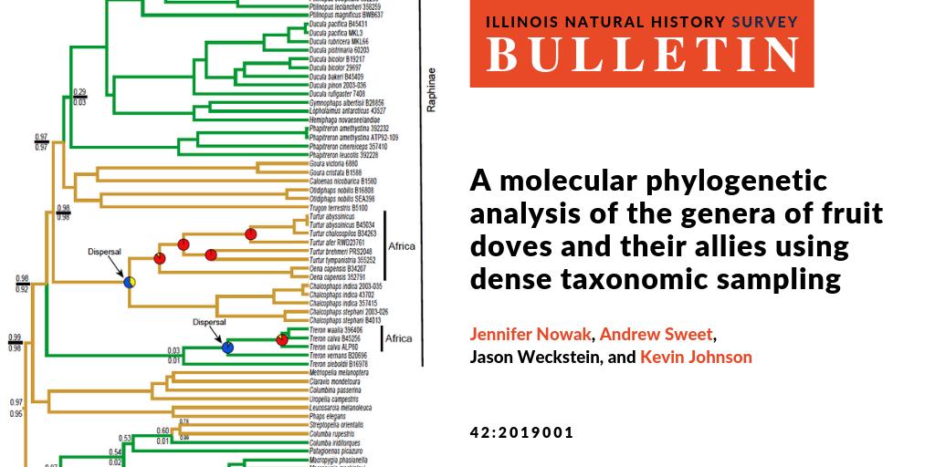 INHSillinois's tweet photo. INHS, @PurdueInsects, @AcadNatSci & @Drexel_CoAS scientists explore relationships among the genera and species of fruit doves and their allies in the latest #INHSBulletin: https://t.co/RX9HFQYbZZ #ornithology @PrairieResInst @audubonsociety https://t.co/pk9wjz1Qlc