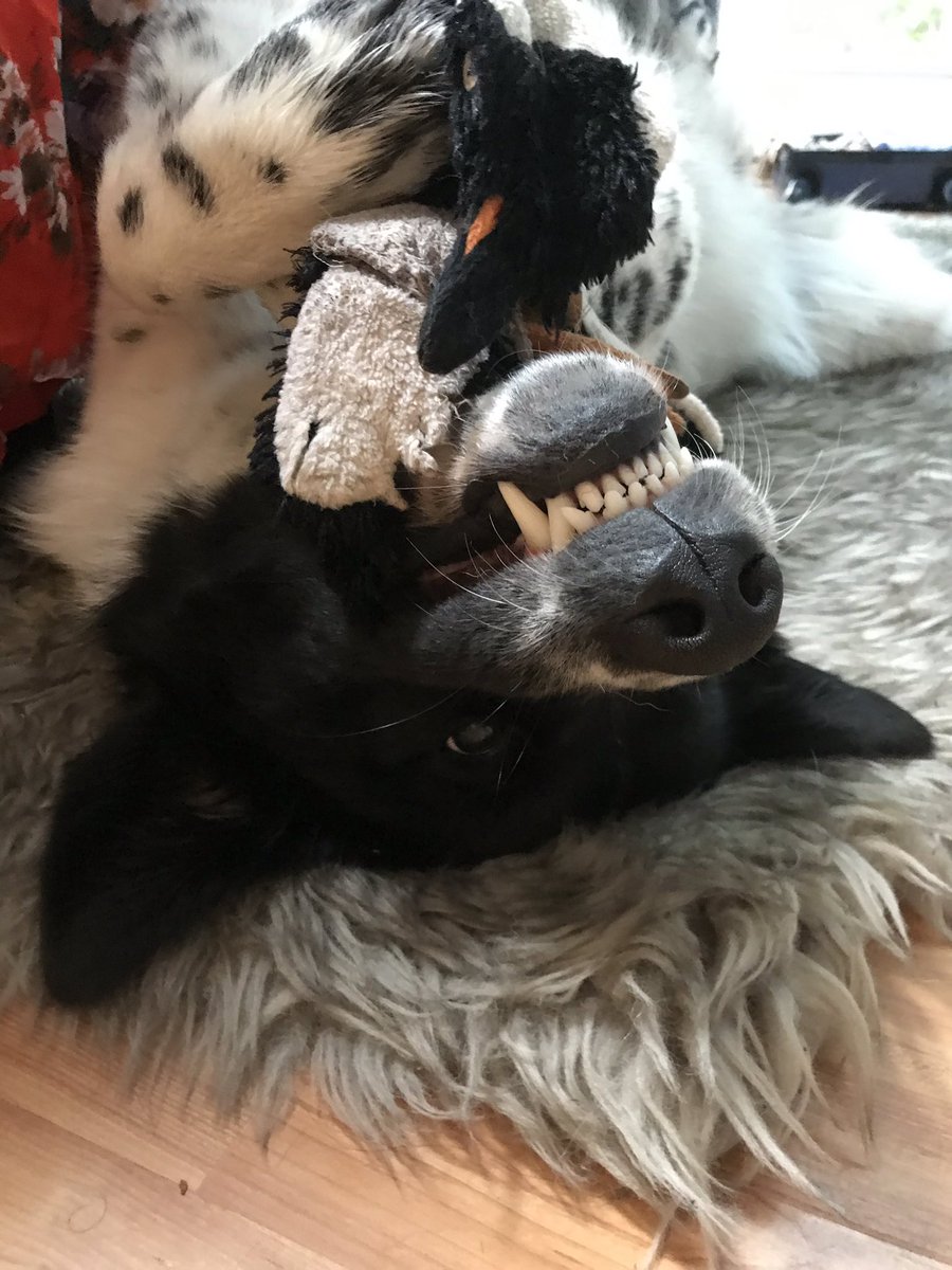 stacie_tasker's tweet photo. Rosie and I are participating in the @HSpeterborough Strutt Your Mutt 2019 with Team @BrantBasics! Sponsor me by following this link: https://t.co/b60x0GL1wD https://t.co/Cg7pGYB2qL