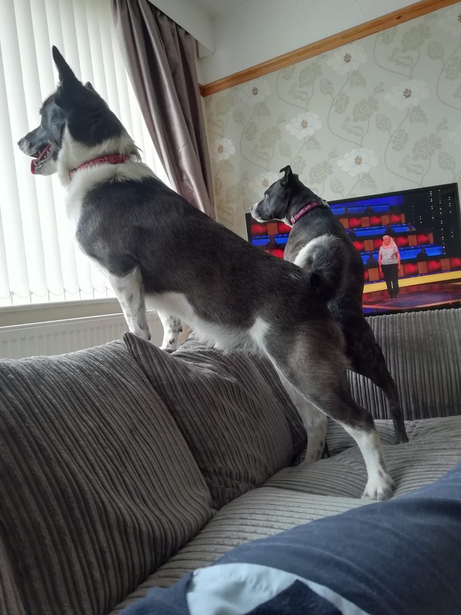 Me and my bruva Mr Raz so excited...our mommy and daddy come home from howiday today. We luv babysitter mommy numba 2 (she take us Mr mcdonalds drive thru wiv our seatbelts on) but you can't beat bouncing on your own bed! #staffylove #adoptdontshop #dogsoftwitter #huskylife