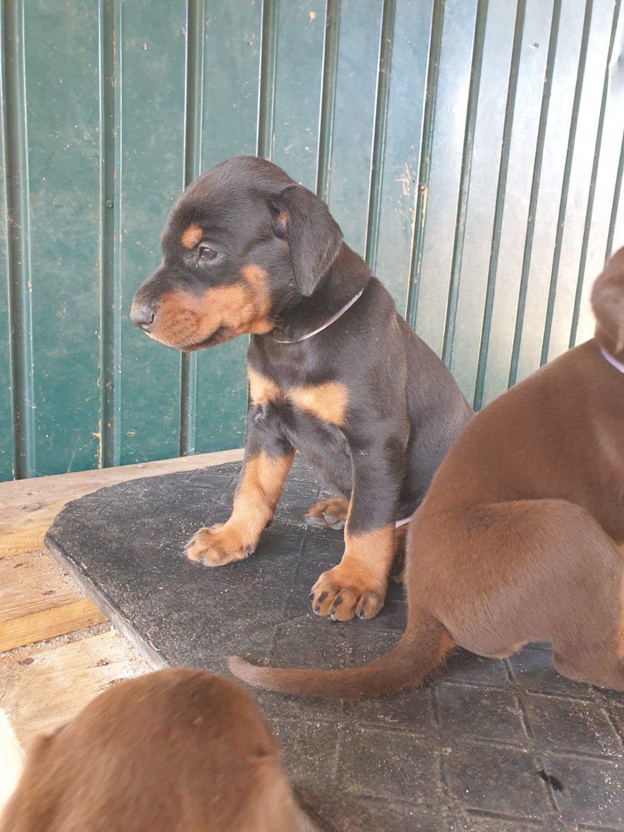 mischa1808's tweet photo. Our new puppy ❤️ https://t.co/Eu9Fcxkj43