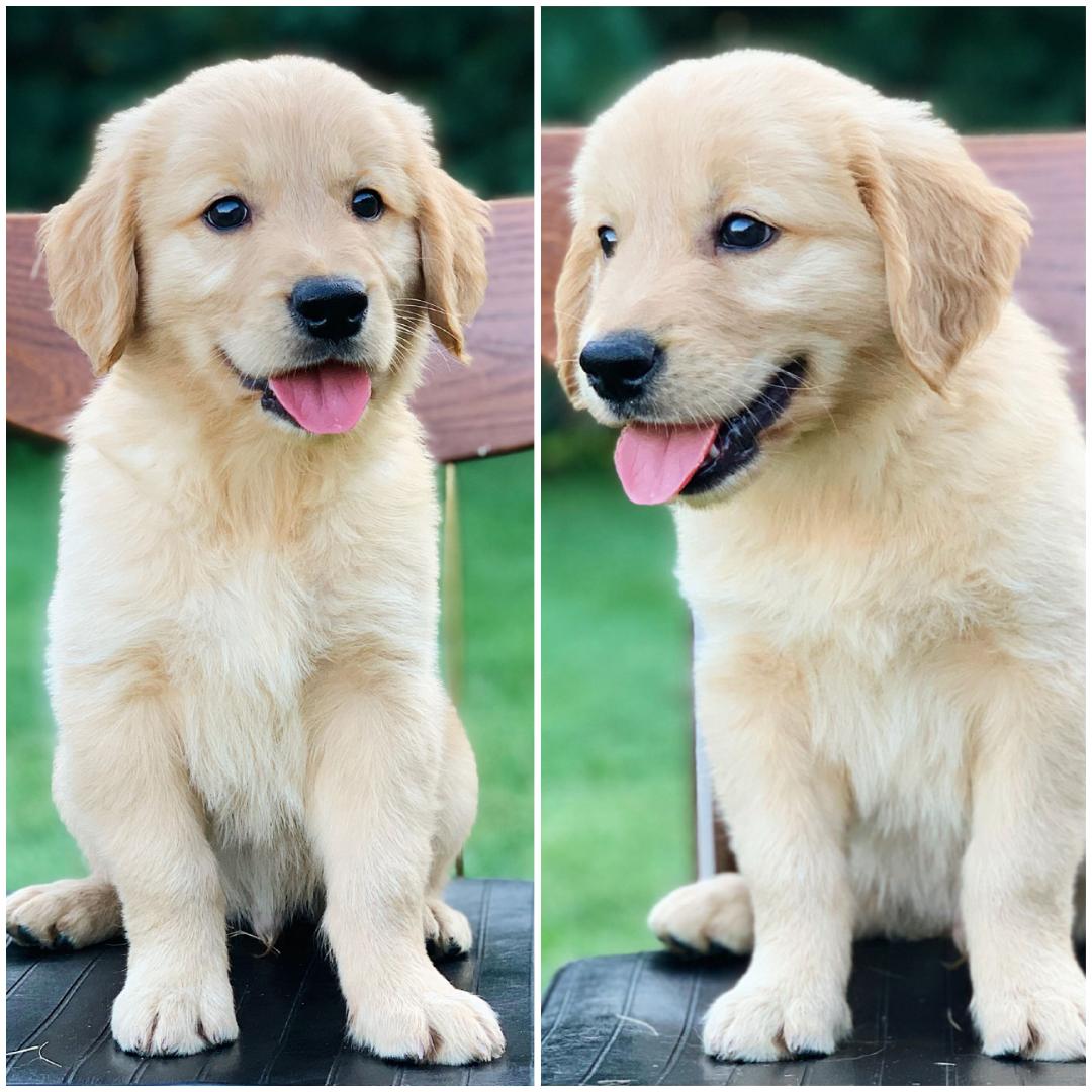 AmGoldens's tweet photo. Kobe is all smiles at his 8 week #photoshoot.📸😃
8 week old #AKC Registered #Purebred #GoldenRetriever #puppies looking for their forever homes.💝😍🐾 https://t.co/fKTB1FvKtS  
Contact AM Goldens today: 330-749-4582.
#puppy #Ohio #GoldenRetrievers
#ThursdayMotivation #Retriever https://t.co/Z2wuPEWkI9