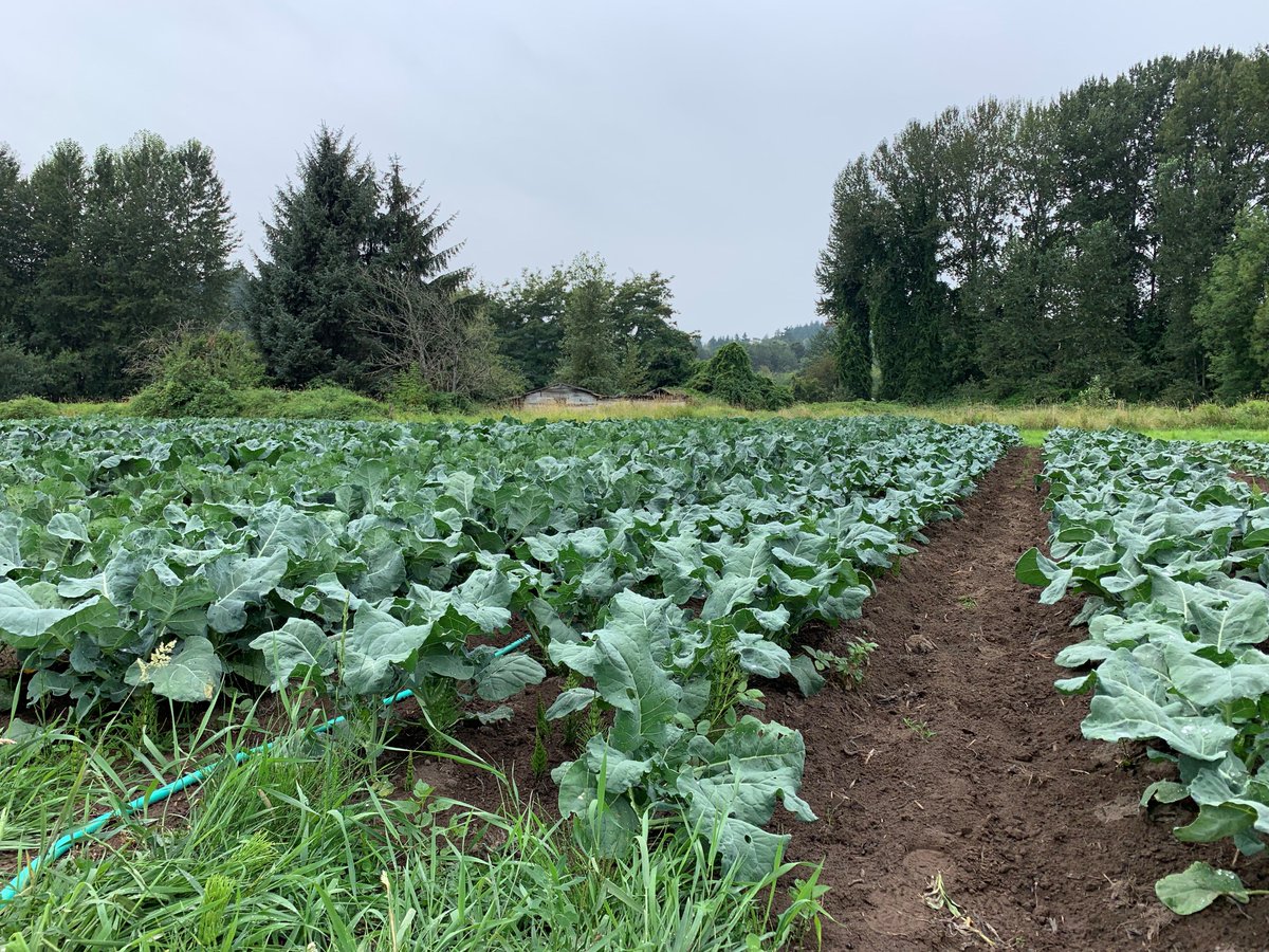 wsuCSANR's tweet photo. The second half of yesterday's #CSANR Summer meeting brought us to #earlybirdfarm &amp; @Zestfulgardens to learn about production on these farms in a challenging, urbanizing location. Jordan Jobe at @WSUPuyallupREC works with these farmers in her #FarmingintheFloodplain project. https://t.co/tmMkR1xTAC