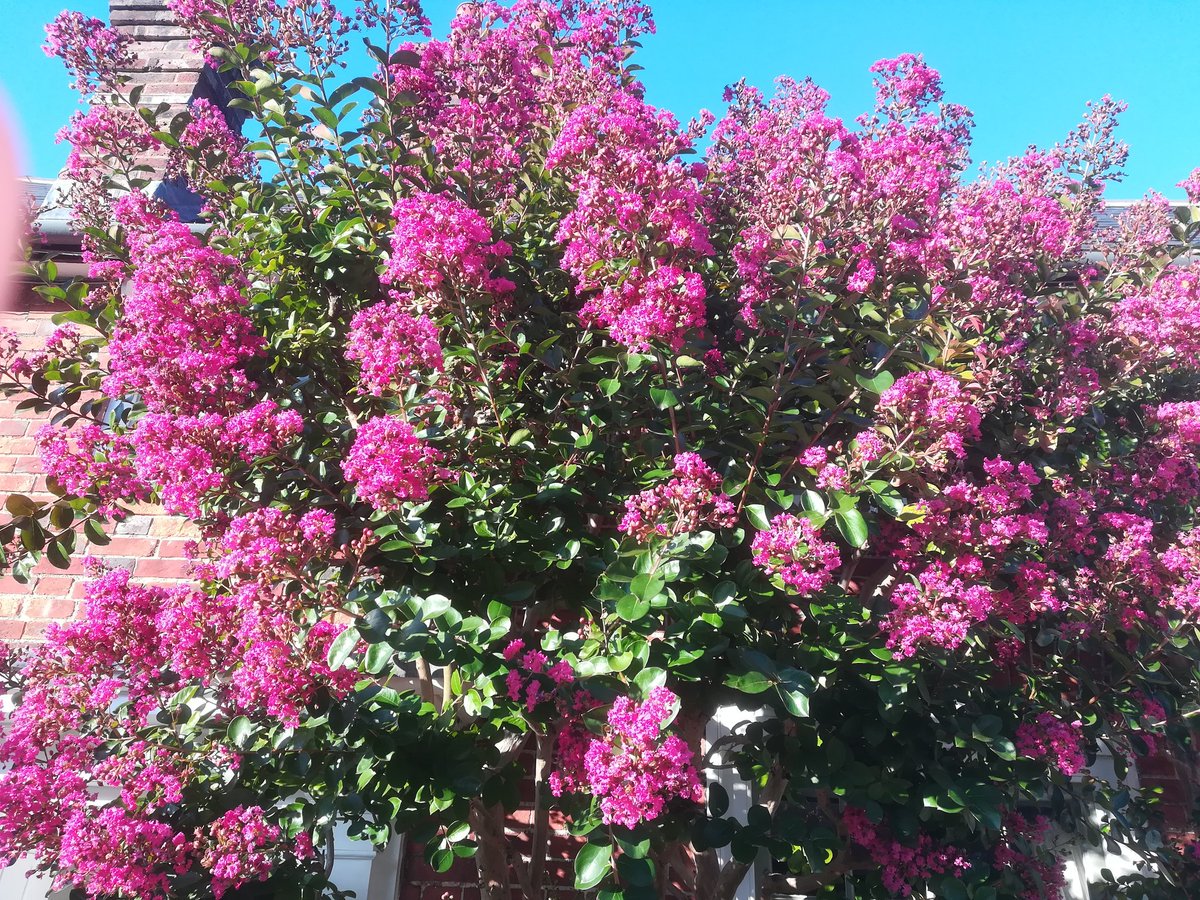 Can one of our excellent small specialist nurseries bring some of these to Floral Fringe Fair next year please! I want one! The not often seen Lagerstroemia indica, so happily thriving in Steyning, West Sussex, on a south- facing sunny wall.