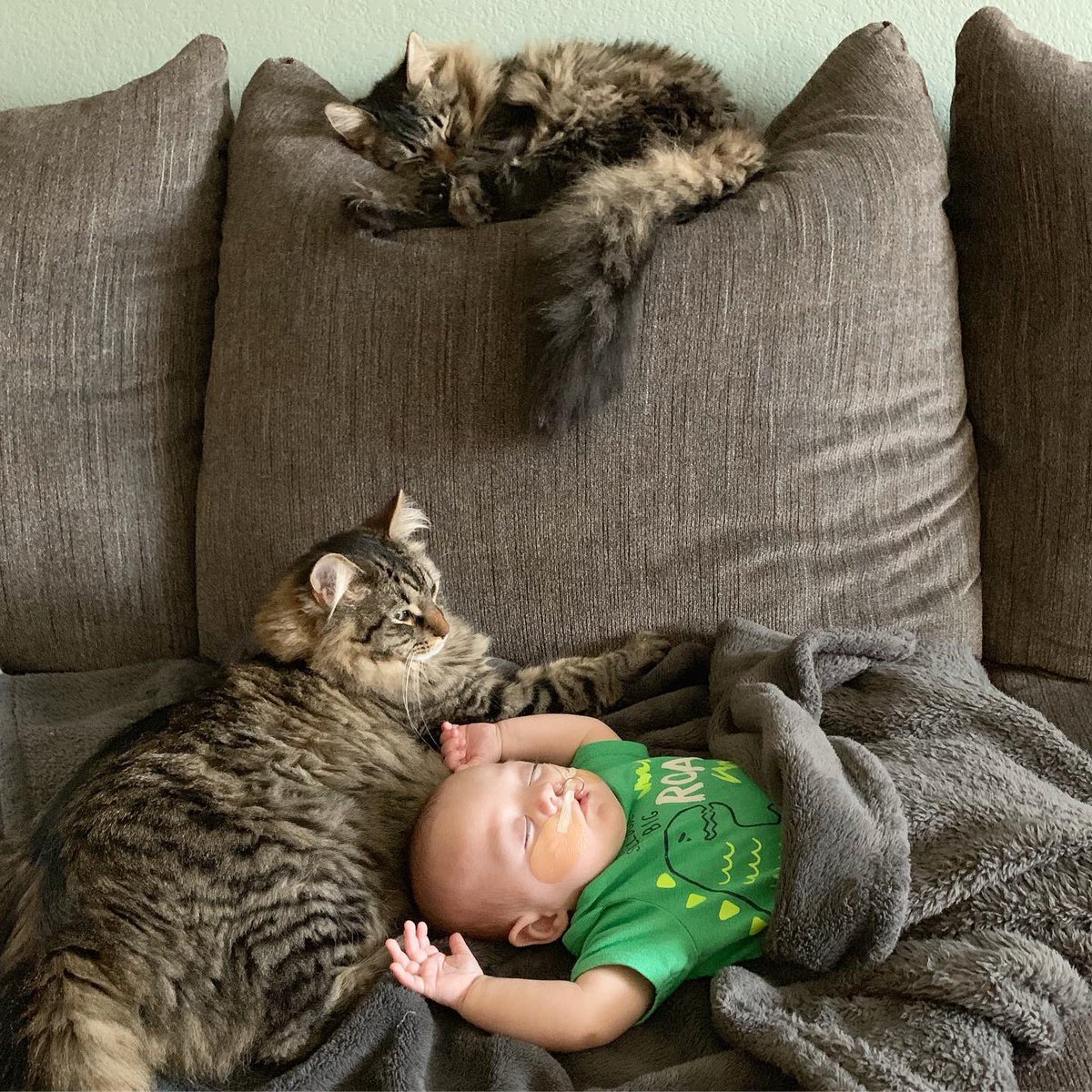 CooperSitting's tweet photo. Catnaps all around today #CatsOfTwitter #catnap #cleftstrong #TabbyTroop https://t.co/dxLTsxZF3G