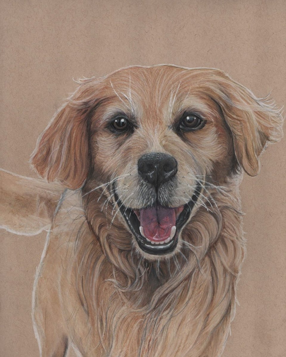ArtistJeffery's tweet photo. And he's done... The first person to place a print order of either the elephants, rhino or cow will get this original dog portrait for free! 
#animalartistry #artcollective #instaart #animalart #art #artist #colourdrawing #colourpencils #dog #dogsofinstagram #pet #gift #giftideas https://t.co/vmSFzKUOZj