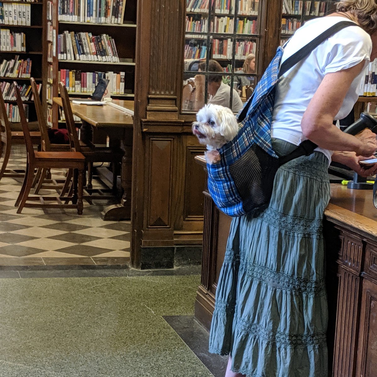 sujeilugo's tweet image. Perritx 😍🐶 #librarydogs
