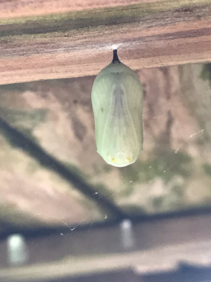 ScientificMayhm's tweet photo. Monarch success in our backyard! #monarchlifecycle #ohiobutterflies #scienceisfun https://t.co/9g7LBMg3Fn