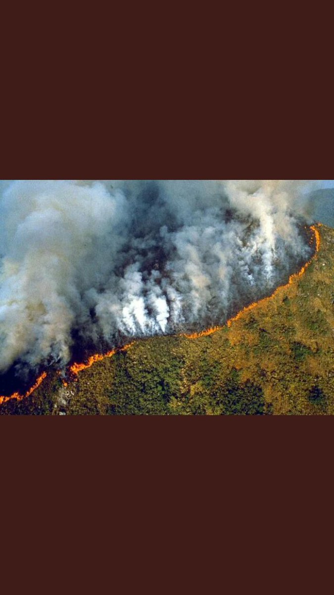 moinalisareal's tweet photo. I dont pray that often anymore but I'll pray for this. For the lung's of the planet to heal.
#PrayForAmazonia https://t.co/XTzSpbMvHS