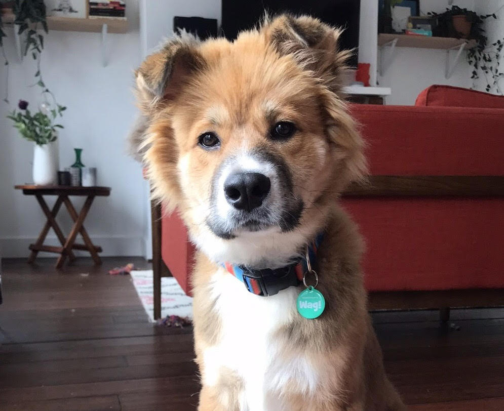 WagWalking's tweet photo. Wag! Tags are now available to animal shelters and rescue organizations to help reduce the number of dogs with families that end up back in the shelter. #wagtag https://t.co/lbI7Kocn8r https://t.co/1s4KjPYQtL