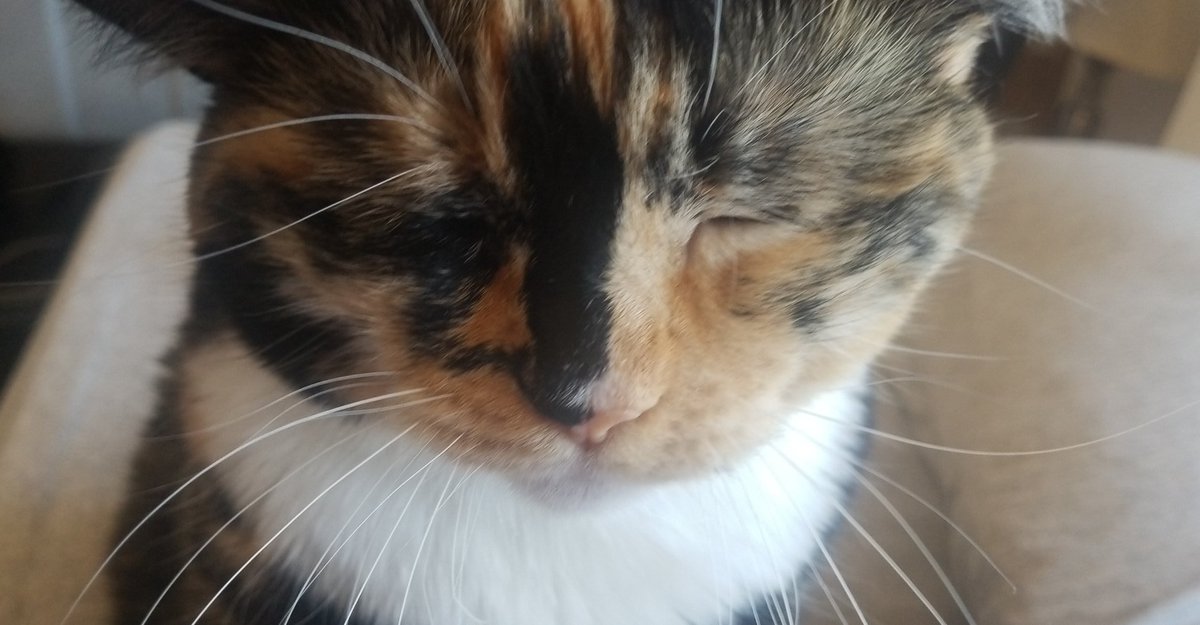Pooky12830730's tweet photo. Mine HOOOMAN BOI haz left.....nuffing tooo dooo butt close mine i's and rest https://t.co/Du2P9fm8tW
