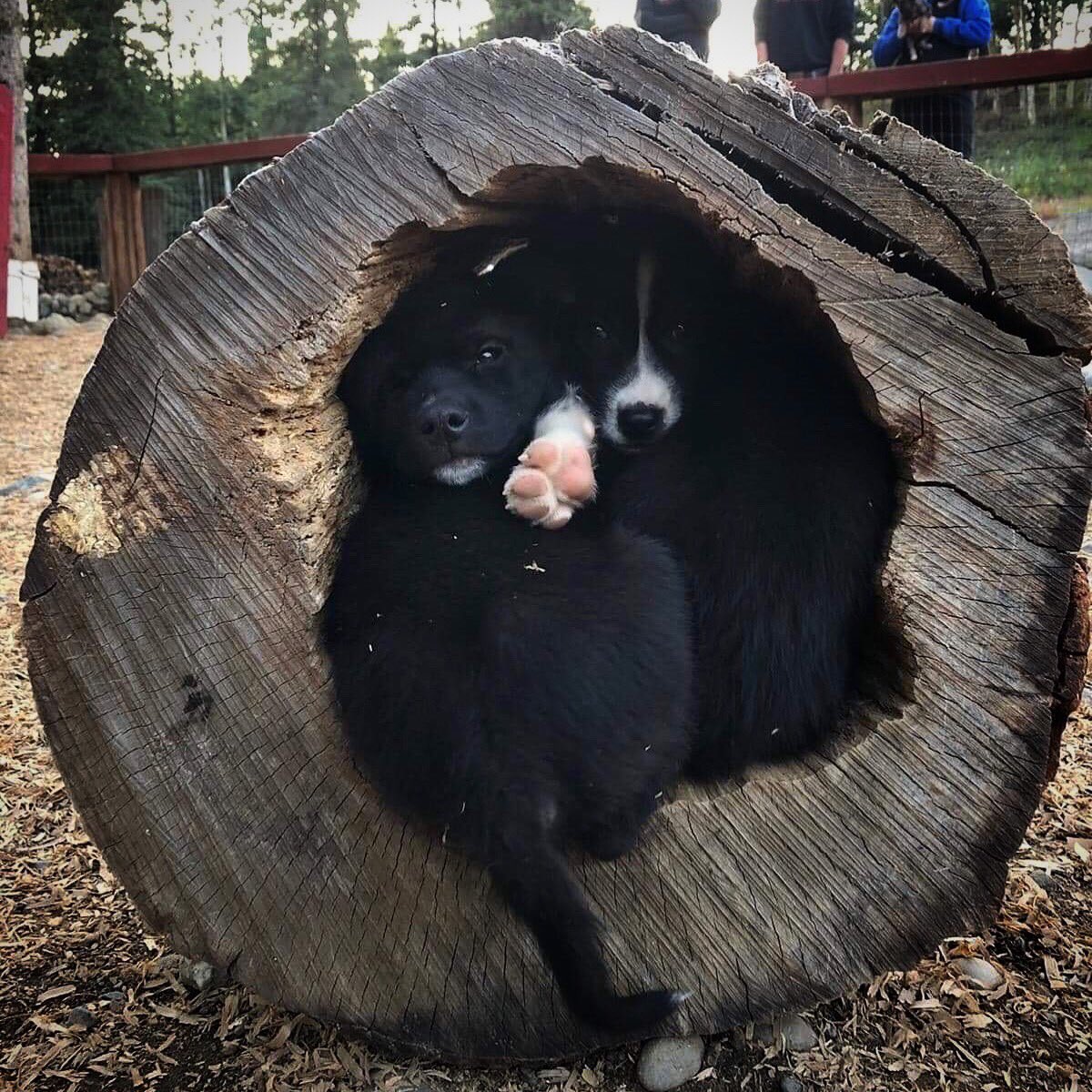 HuskyHomestead's tweet photo. The Ziglets new favorite game! How many puppies fit in the play tunnel at one time??? 😊😂
.
.
.
#huskyhomestead #denali #alaska #denalidestination #travelalaska #alaskatravel #alaskanhusky #sleddog #puppiesoftwitter #redpaw #puppyplay #puppysnuggles #puppylove #ziglets https://t.co/BcNLf5PNjU