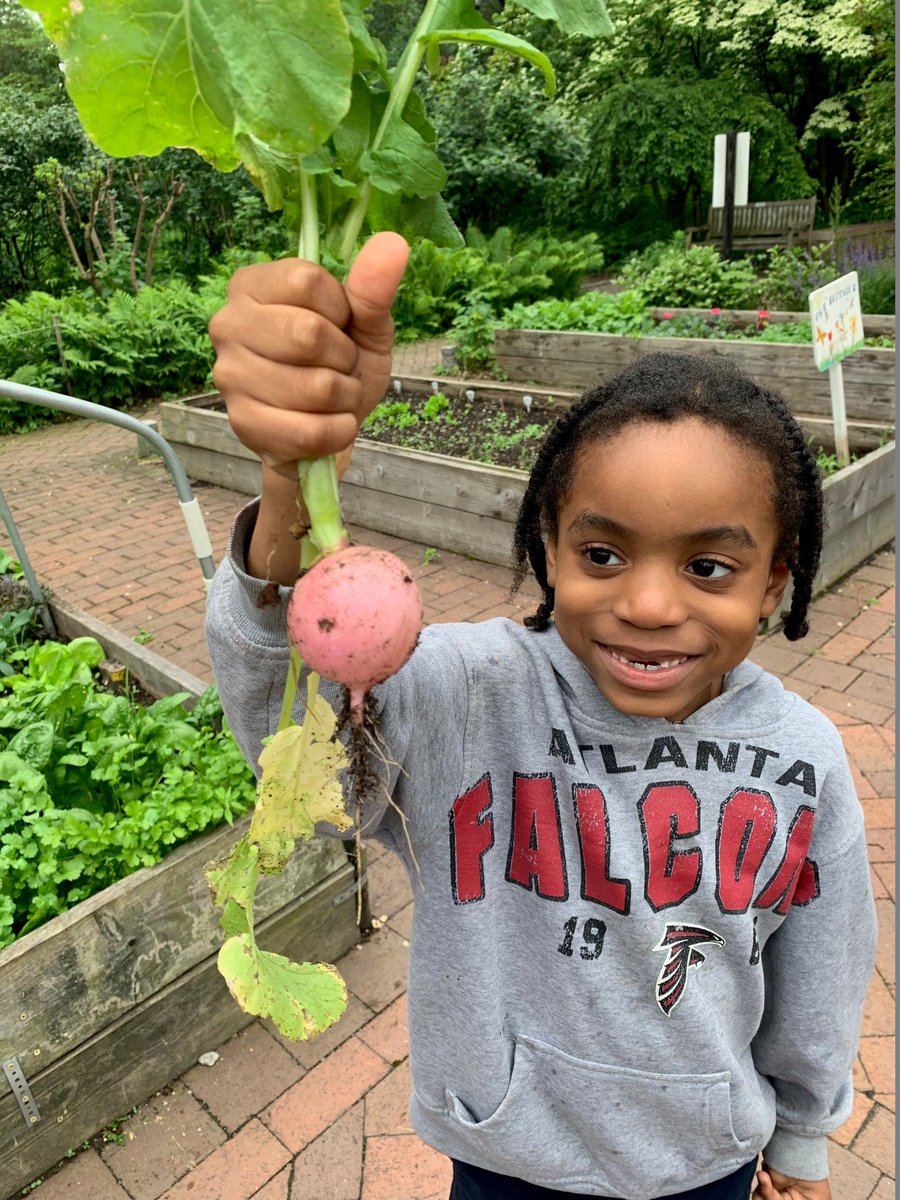 NYRP's tweet photo. Simply radishing! This young gardener is so happy and proud of the vegetable he grew! #radish #gardengrowers  #younggardener #gardenerintraining #environmentaleducation #nyrp https://t.co/feOouMJfWz