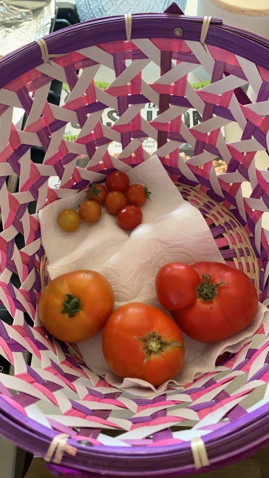 KLKcanna's tweet photo. Not only can I grow cannabis like a boss, I masters tomatoes too!
#igrowshit #tomatosandwichyummy https://t.co/7ltEvnNT6J