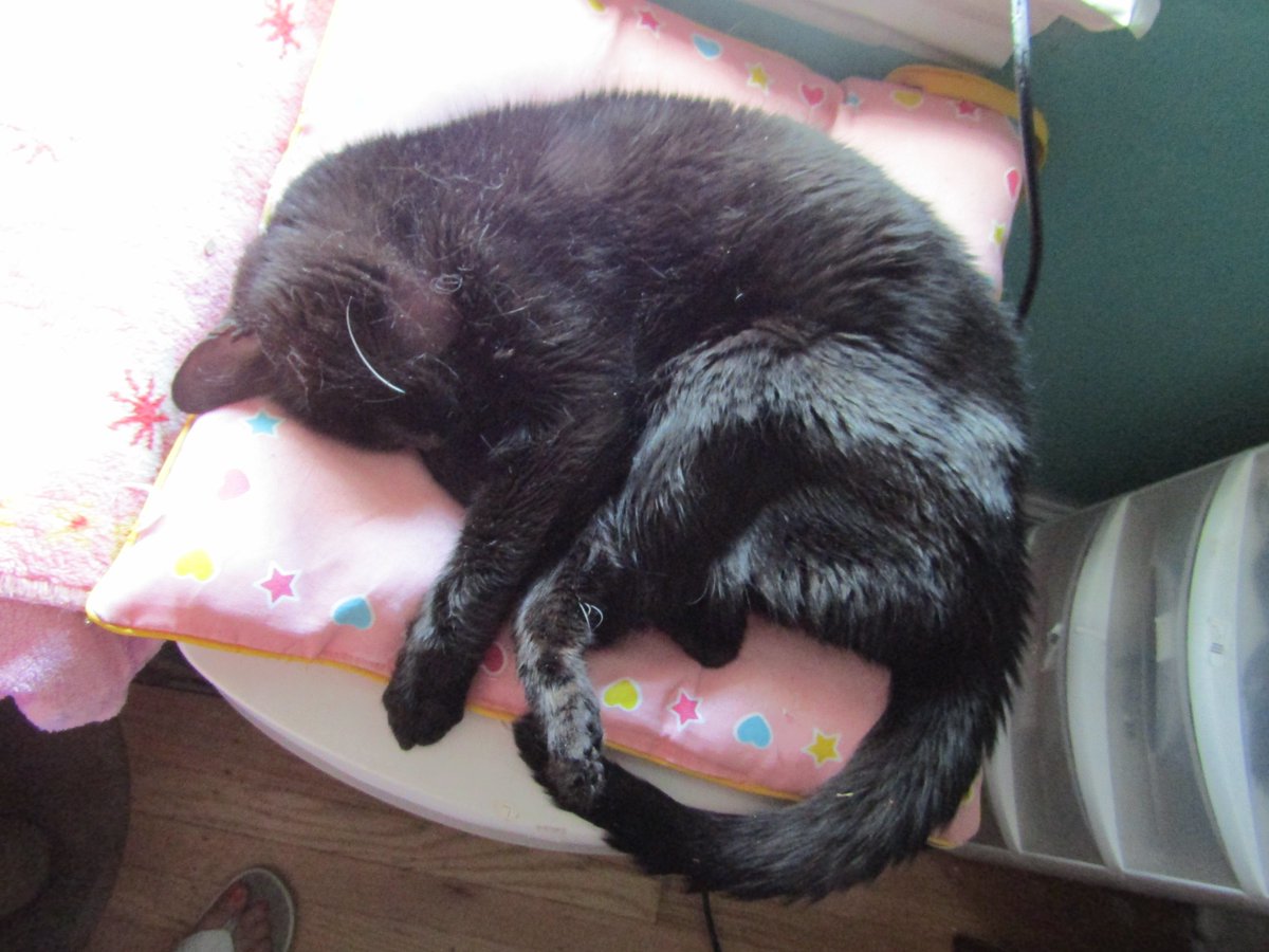 julesruekat's tweet photo. The Artful Cat !!! I Am A Natural Poser !!! π±π±π± Happy #fluffyfursday #HappyCat #Panfur #CatsRMagic #ThursdayThoughts #Meow https://t.co/JmUh5ZUb0R