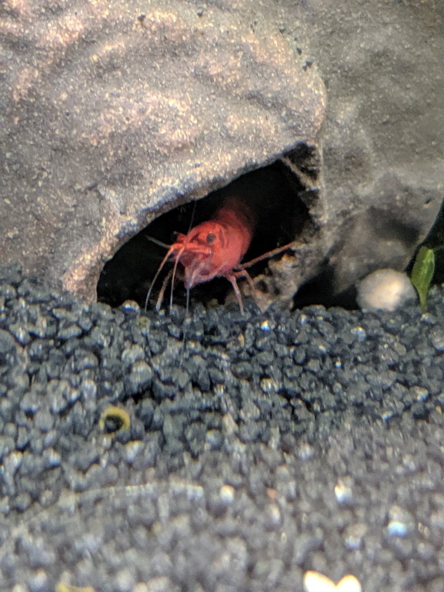 BluecanLee's tweet photo. This is all I've been doing for the past 20 minutes #fishpost https://t.co/G6pHrSZEie