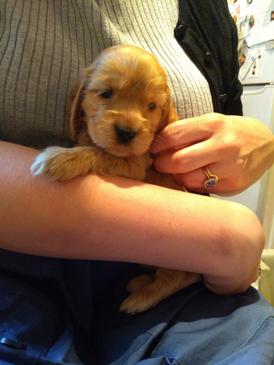 rhubarbfourpaws's tweet photo. https://t.co/Tg1GQ1uCin