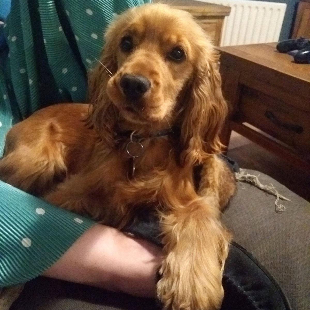rhubarbfourpaws's tweet photo. https://t.co/Tg1GQ1uCin