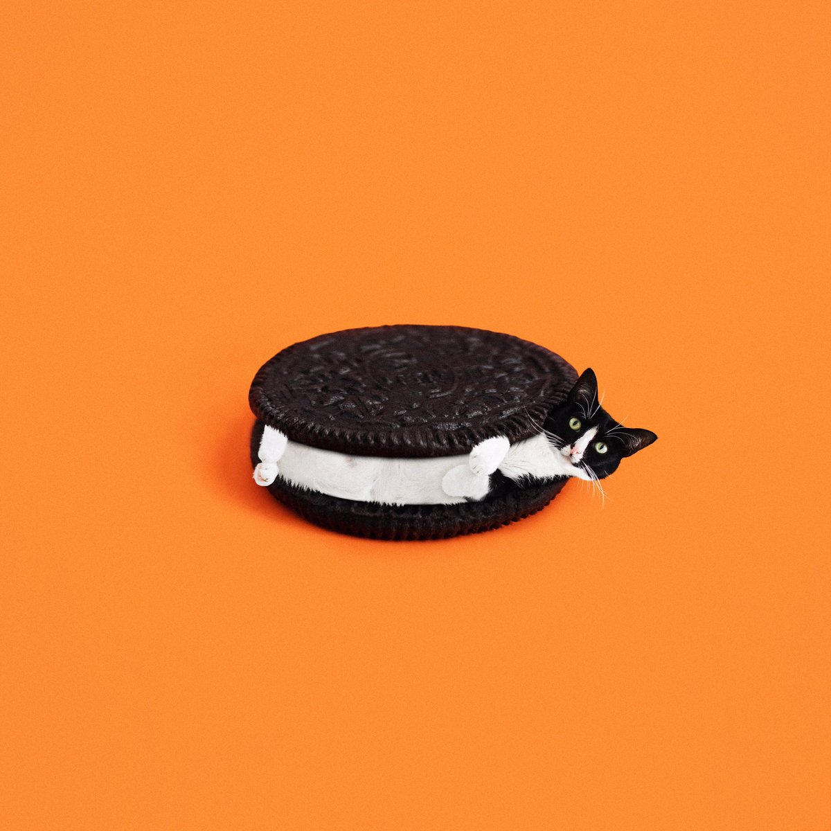 CheetoTuxedo's tweet photo. DOUBLE STUF 🥛
#PrincessCheeto https://t.co/3AR7Dpzaga