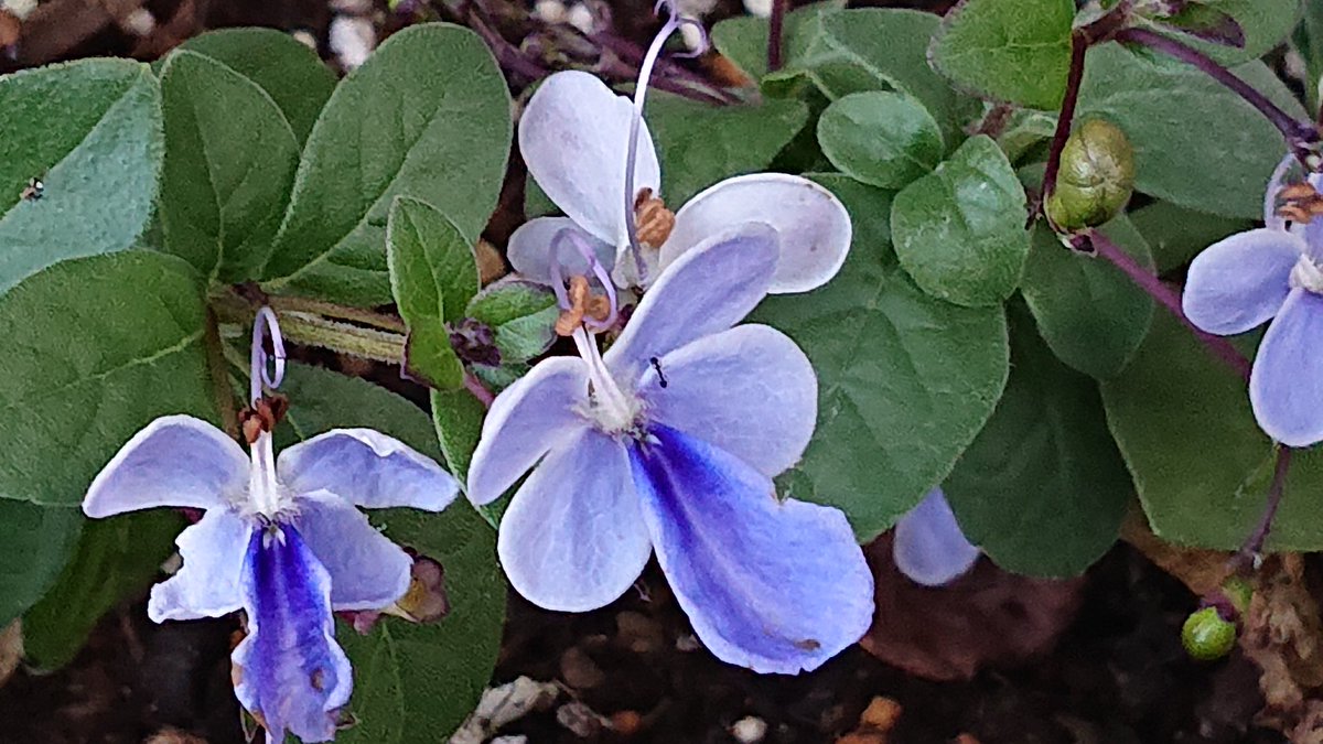 ট ইট র Satochan クレロデンドルム 7 10月 常緑低木 初夏から 秋にかけて青い蝶のような小さい花が可憐に咲く 別名 ブルーウイング 青い翼 と呼ばれている 鉢植えで小さいうちは支柱がいらないけど大きくなってきたら あんどん仕立てにするとよい