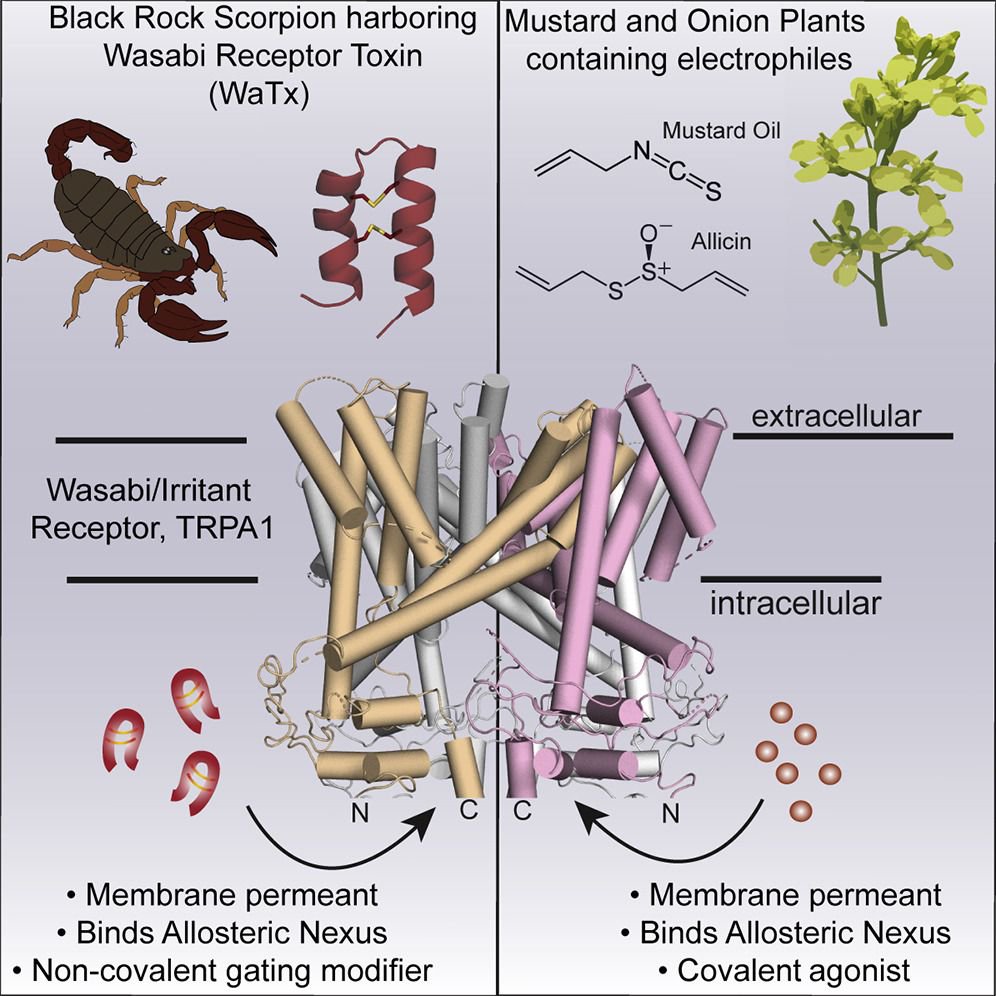#PainModulation | a cell-penetrating scorpion toxin targeting a #ChemoSensory Ion Channel #TRPA1 | David Julius <a href="/UCSF/">UC San Francisco</a> <a href="/CellCellPress/">Cell</a> buff.ly/2L3nW31