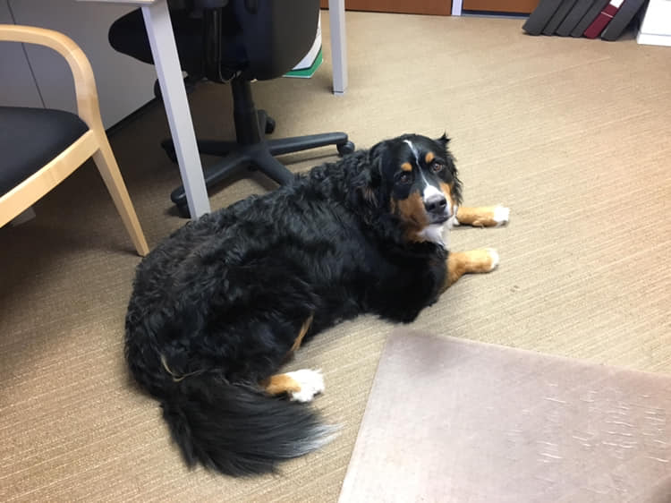 @UCalgaryLaw @valcat01 @LawDeanHolloway This is Juno.  She hangs out in my office while I work.  She mostly works pro bone-o.