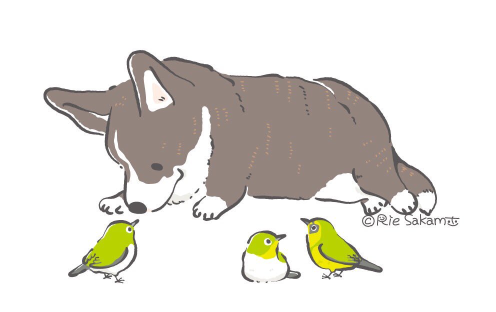 サカモトリエ イラストレーター Na Twitterze つんつんし合うコーギーと鳥 Corgi コーギー イラスト コギまるけ メジロ メグロ