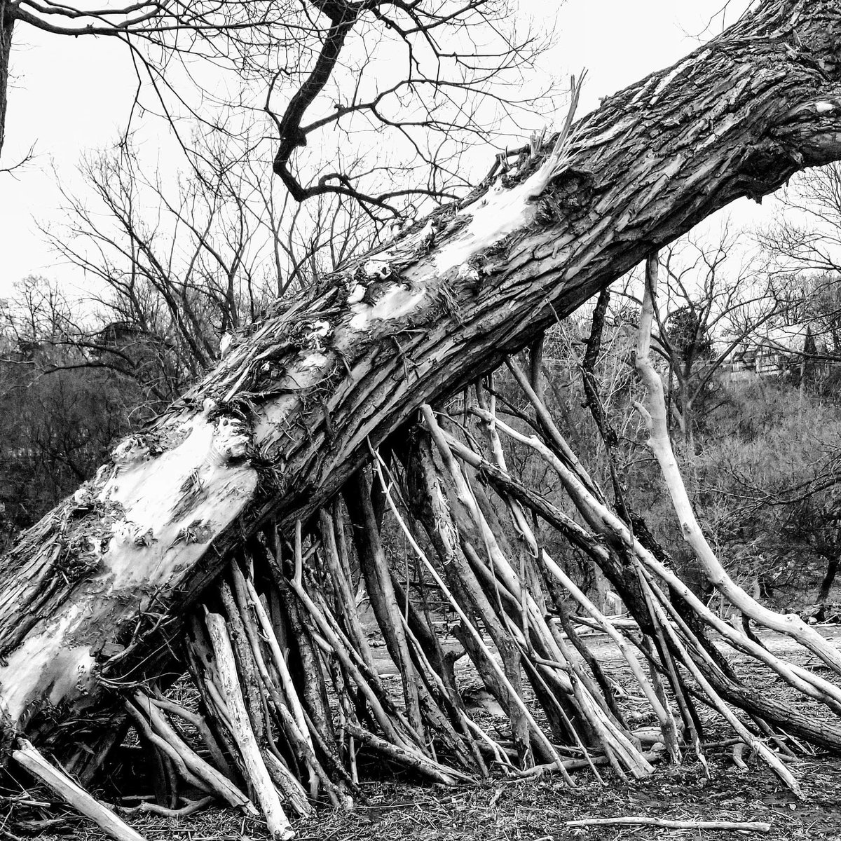 ToddKennethReid's tweet photo. "Whatever it Takes to Stand Again" #ReidOriginalPhotography #blackandwhitephotography #Photography #Toronto #HumberRiver https://t.co/b4bqT7gsTZ