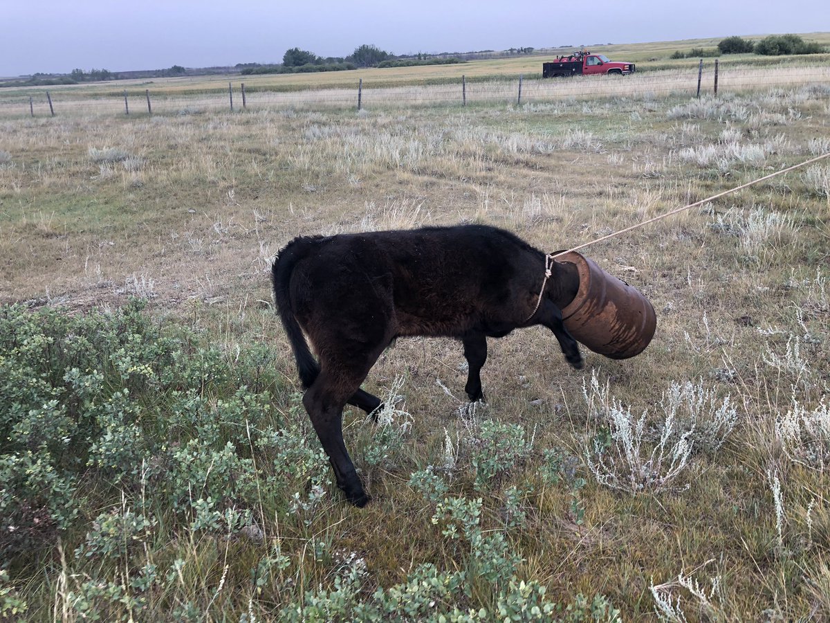 Today’s Ranching adventure. Found this fella walking in circles with a barrel stuck on his head. Must have came from an old timers junk pile. Got it off gave pain killers and he should be fine.