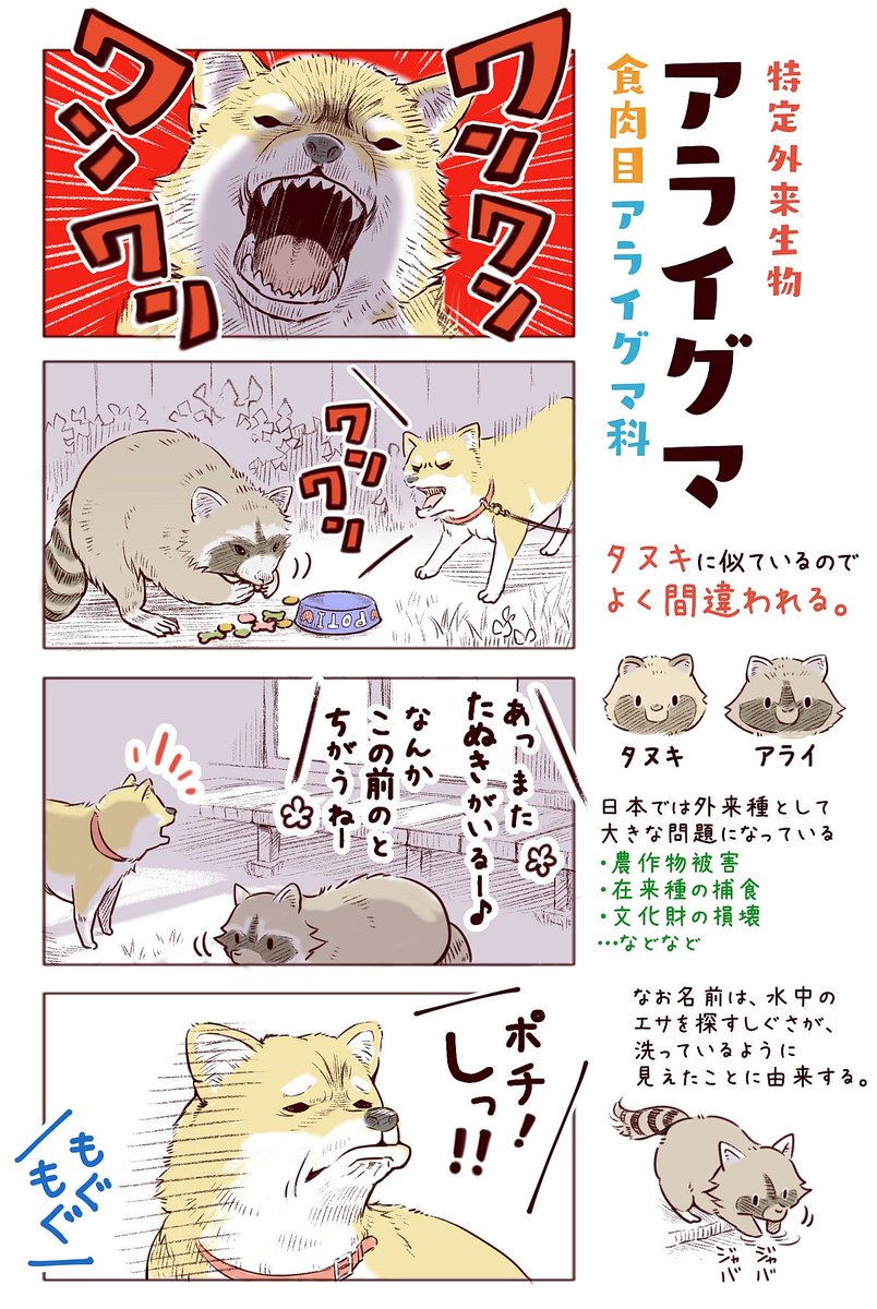 わいるどらいふっ！第144～145種
都会に生きる野生動物たちのサバイバル術とは…？ 