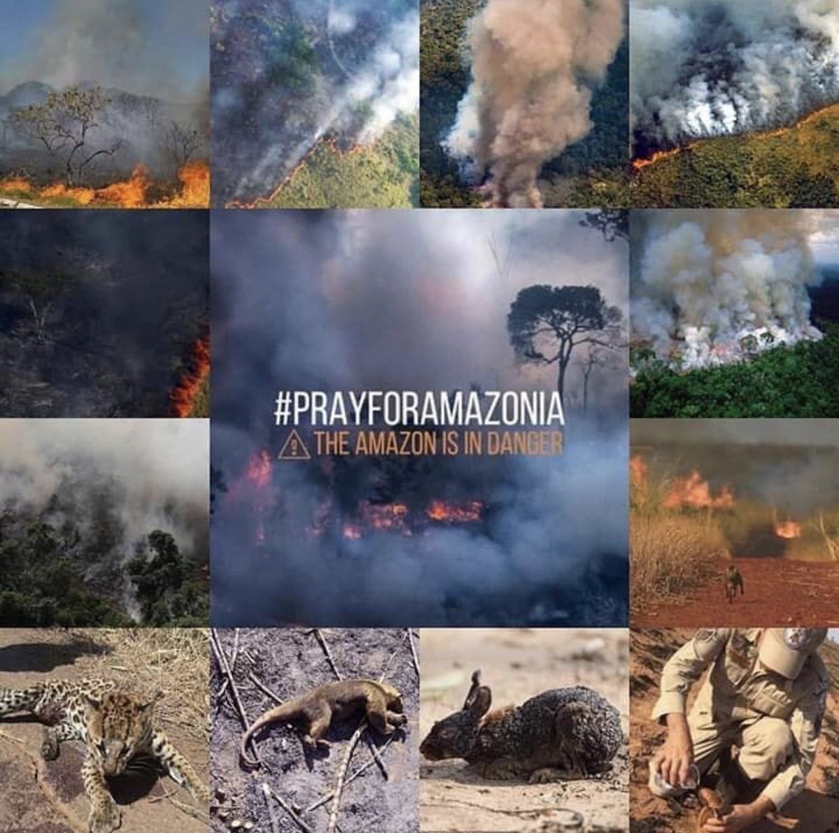 haleyhursttt's tweet photo. 💔💔
If we lose the Amazon we will truly lose this earth 
This forest regulates our WORLDS climate, we are proactively leading our extinction 
What future will YOU leave your kids with?? https://t.co/w9UrU2ubbC