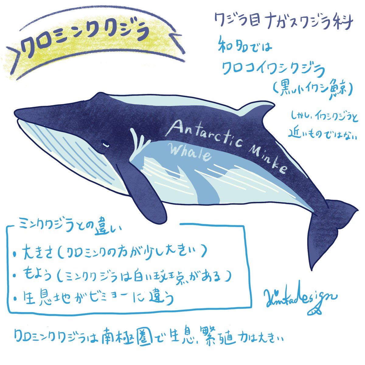 アイ 旅するイルカちゃん By Bluefieldnet Kinkadesign クロミンククジラ 黒いミンククジラ まぁそんな感じですが 種類は近いけど生息地が赤道から南半球 ミンククジラは北半球 12年には南半球に生息するメスの妊娠率が約92 だそうです アイ 旅するイルカちゃん By Bluefieldnet Kinkadesign クロミンククジラ 黒いミンククジラ まぁそんな感じですが 種類は近いけど生息地が赤道から南半球 ミンククジラは北半球 12年には南半球に生息するメスの妊娠率が約92 だそうです
