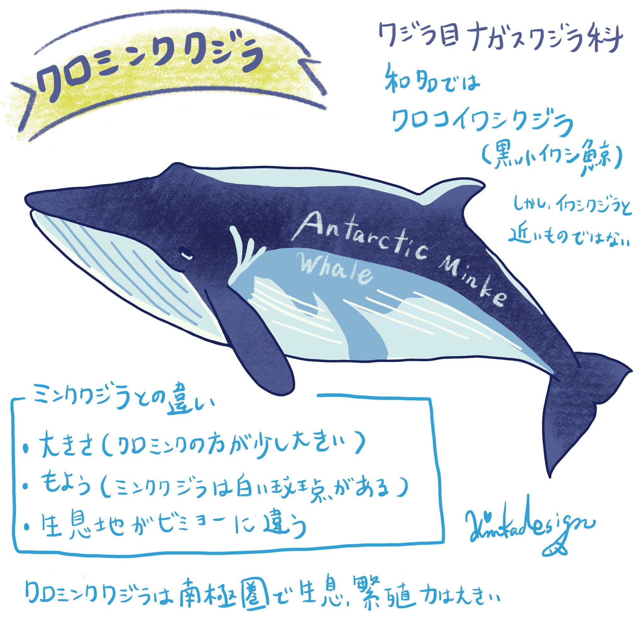 週一回頑張って更新中のイルカクジラを紹介するツイートまとめ Twitter